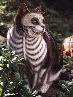 chat-squelette -^^- lol !