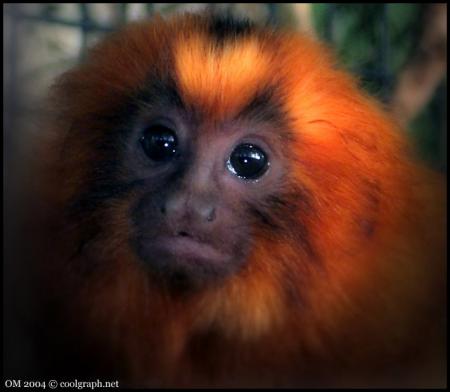 singe