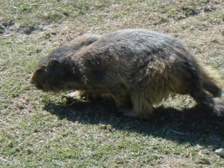 marmotte