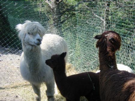 3 piti lama damoure super sympa