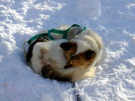 un des chiens a lamoura