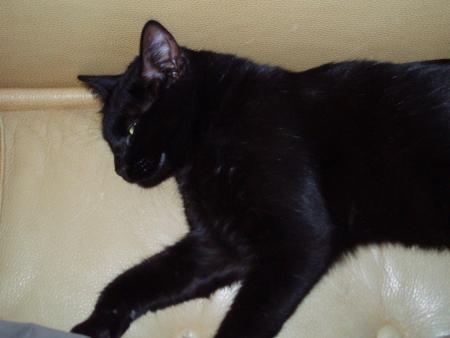 NoIrAuD mon chat'k'chou