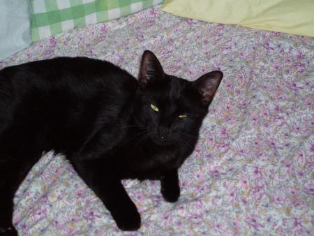 encore mon chat *coeur*
